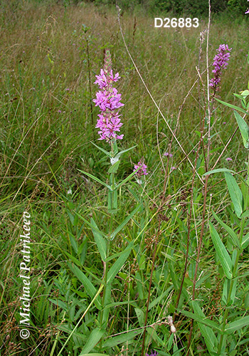 Purple Loosestrife (Lythrum salicaria)